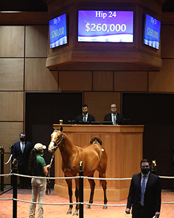 hip 24 into mischief colt fasig tipton kentucky october yearlings