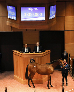 into mischief filly fasig tipton kentucky october yearlings