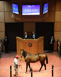 hip 71 candy ride colt fasig-tipton photo