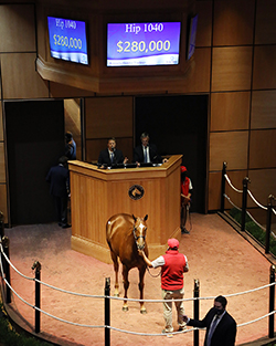 maclean's music filly fasig tipton kentucky october yearlings