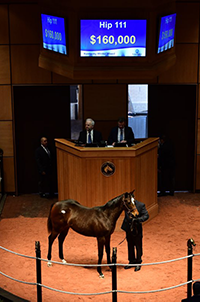 frosted filly kentucky winter mixed