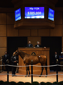 fasig tipton kentucky october yearlings american pharoah colt