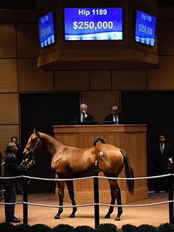 fasig tipton kentucky october yearlings uncle mo colt