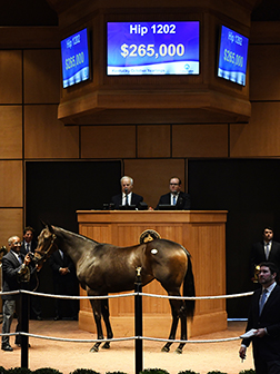 fasig tipton kentucky october yearlings nyquist filly