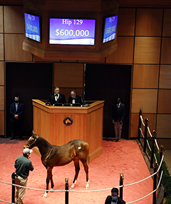 city of light colt fasig tipton november