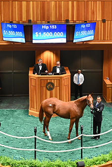 fasig tipton saratoga curlin colt