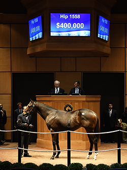 fasig tipton kentucky october yearlings sale ghostzapper colt