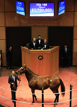 fasig tipton november sale photo call