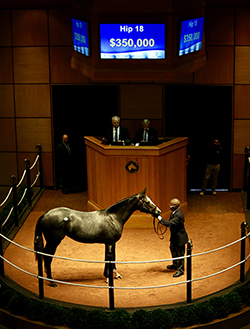 fasig-tipton kentucky october yearlings hip 18 medaglia d'oro filly 