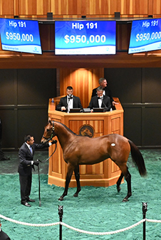 fasig tipton saratoga american pharoah colt