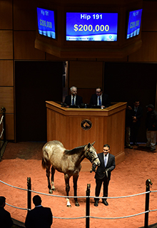 into mischief filly