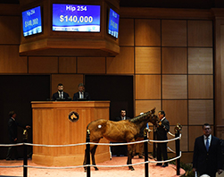 fasig-tipton kentucky winter connect colt