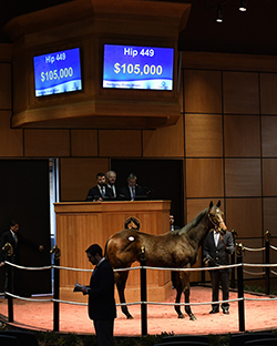 fasig tipton kentucky winter mixed lemon drop kid colt