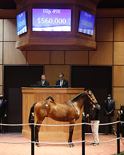 quality road colt fasig tipton kentucky october yearlings