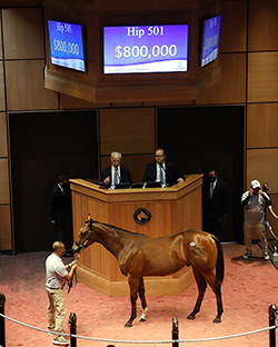 501 into mischief colt fasig-tipton