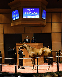 fasig tipton kentucky winter mixed taylor's spirit