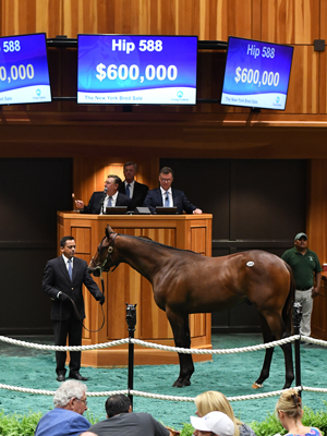 Hip 588 Pioneerof the Nile colt sells for a record $600,000 at Fasig-Tipton New York Bred Yearlings