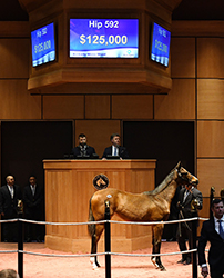 fasig tipton kentucky winter mixed runhappy filly