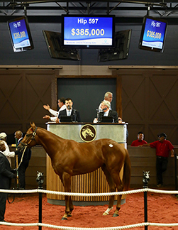 fasig tipton midlantic tonalist colt