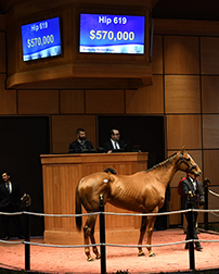 fasig tipton kentucky winter mixed remedy