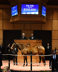 fasig tipton kentucky winter mixed flashly