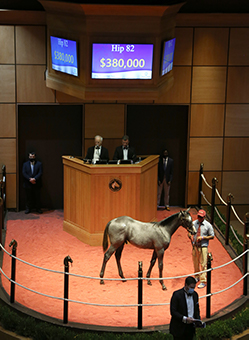 city of light colt fasig tipton november