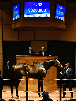 fasig tipton kentucky october yearlings medaglia d'oro colt