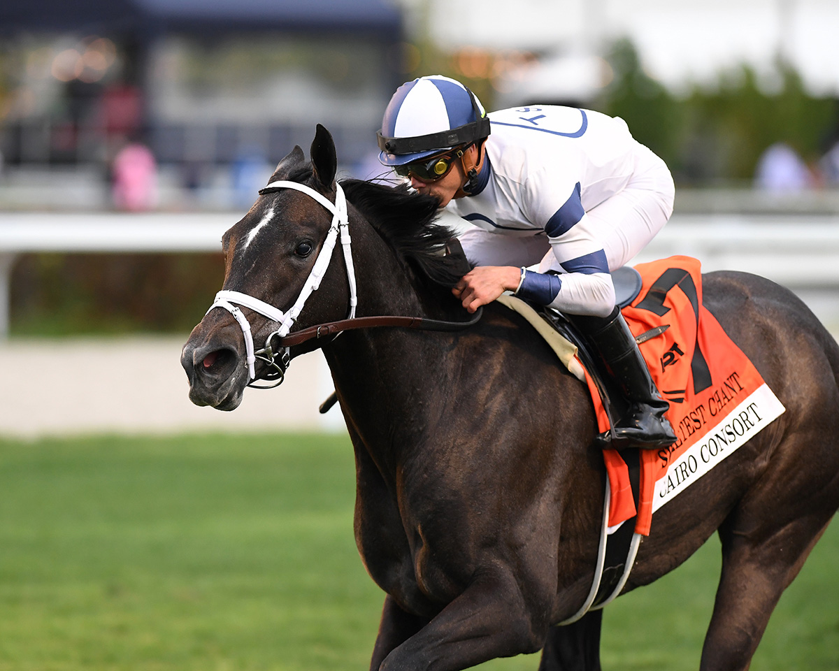 cairo consort coglianese photo