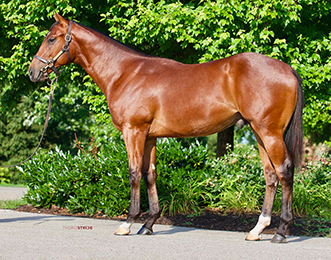 fasig tipton munnings colt