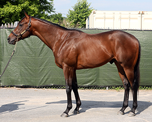 fasig-tipton midlantic street sense colt