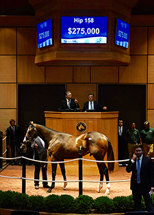 fasig tipton frosted colt