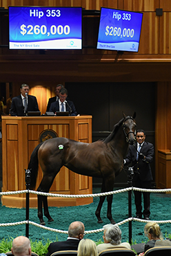 fasig tipton new york bred yearling twirling candy filly