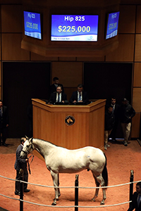 fasig-tipton october sale tapit colt