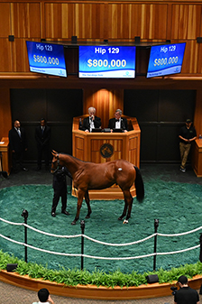 fasig tipton saratoga american pharoah colt