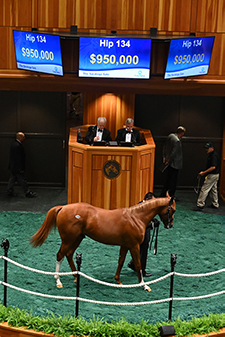 fasig tipton saratoga curlin colt