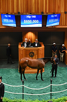 fasig tipton saratoga into mischief filly