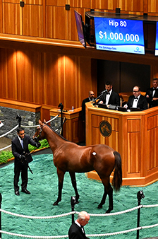 fasig tipton saratoga tapit colt