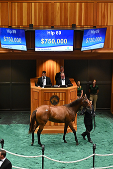 fasig tipton saratoga into mischief filly