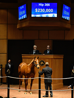 fasig tipton kentucky october yearlings hip 366 shackleford colt