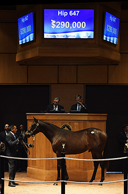 fasig tipton kentucky october yearlings sale hip 647 street sense colt