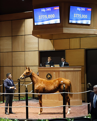 curlin colt