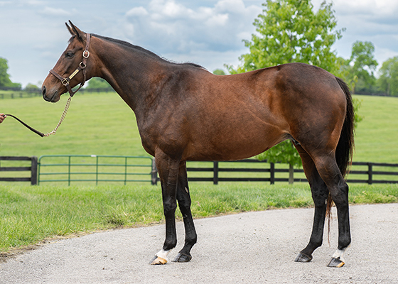 fasig tipton